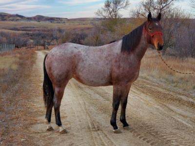 Irish Whiskey Bet<BR>AQHA 6011184
